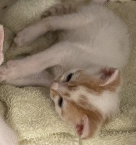 DREAMSICLE, Baby Domestic Short Hair (medium coat), cat for adoption in Statesville, North Carolina