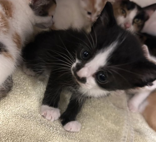 MARSHMELLOW FUDGE, Baby Domestic Short Hair (medium coat), cat for adoption in Statesville, North Carolina