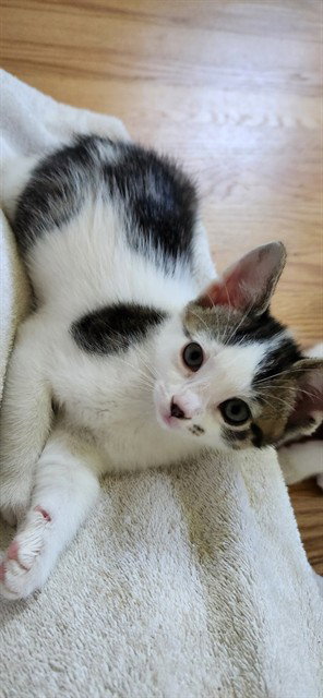 COOKIES & CREAM, Baby Domestic Short Hair (medium coat), cat for adoption in Kannapolis, North Carolina