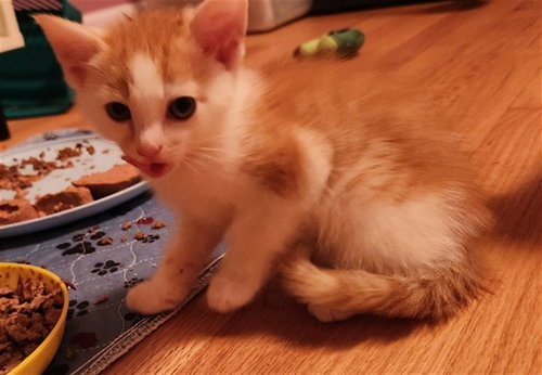 SHERBET, Baby Domestic Short Hair (medium coat), cat for adoption in Kannapolis, North Carolina