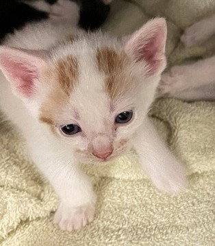 SALTED CARAMEL, Baby Domestic Short Hair (medium coat), cat for adoption in Statesville, North Carolina