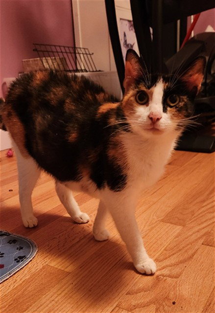 PHISH FOOD, Adult Domestic Short Hair (medium coat), cat for adoption in Kannapolis, North Carolina