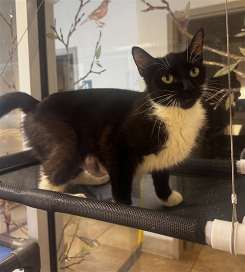 SMOOSHIE, Young Domestic Short Hair (medium coat), cat for adoption in Charlotte, North Carolina