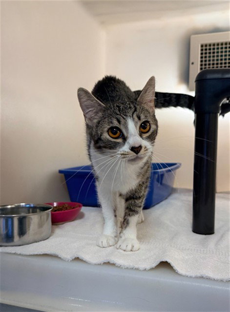 HYPAXIA, an adoptable Domestic Medium Hair in Statesville, NC