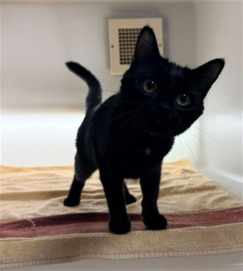 DANIKA, an adoptable Domestic Medium Hair in Statesville, NC