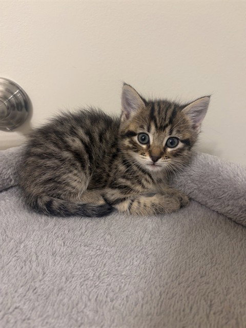ROSIE