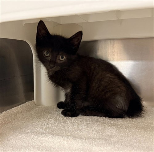 RUHN, Baby Domestic Short Hair (medium coat), cat for adoption in Kannapolis, North Carolina