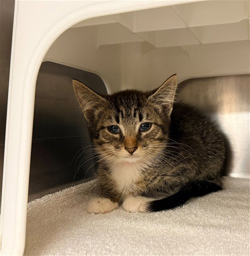 ITHAN, Baby Domestic Short Hair (medium coat), cat for adoption in Winston-Salem, North Carolina