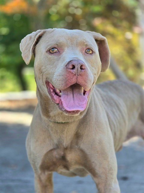 ROCCO, an adoptable Labrador Retriever in Statesville, NC