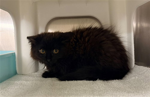 MARINARA, Baby Domestic Long Hair (medium coat), cat for adoption in Winston-Salem, North Carolina