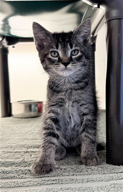 AEMOND, an adoptable Domestic Short Hair in Statesville, NC