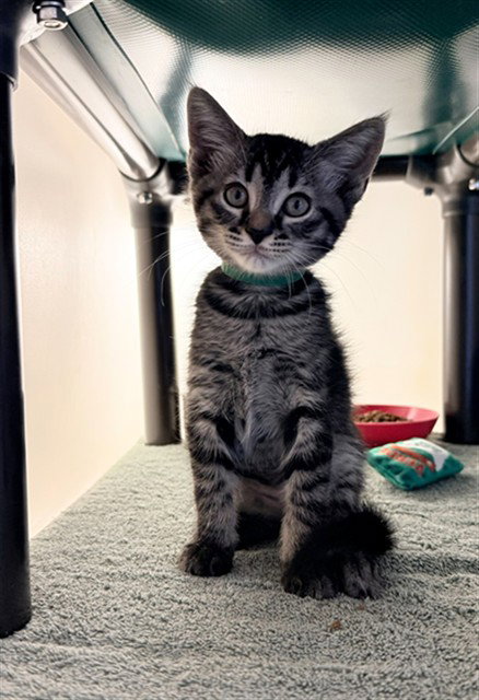 DAEMON, an adoptable Domestic Short Hair in Statesville, NC