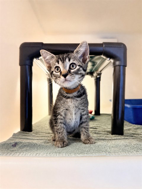 VISERYS, an adoptable Domestic Short Hair in Statesville, NC