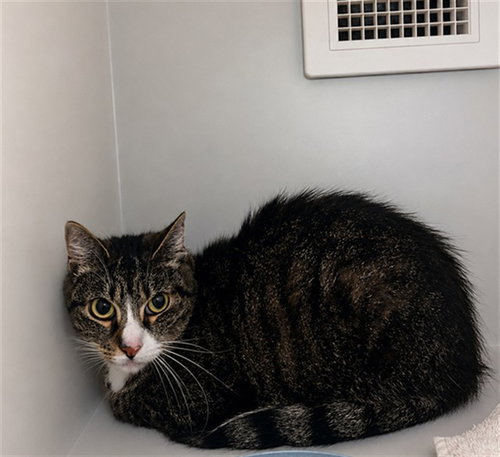 JESS, Adult Domestic Short Hair (medium coat), cat for adoption in Hickory, North Carolina