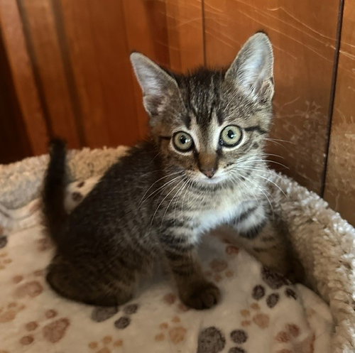 ZERO TURN, Baby Domestic Short Hair (medium coat), cat for adoption in Hickory, North Carolina