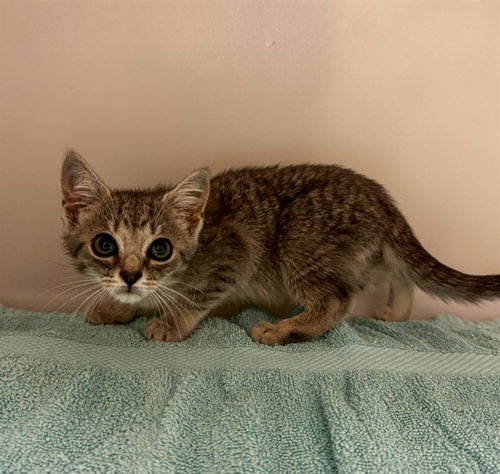 CRONAN, Baby Domestic Short Hair (medium coat), cat for adoption in Hickory, North Carolina