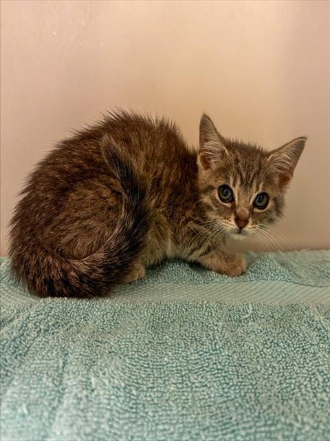 CLEO, Baby Domestic Short Hair (medium coat), cat for adoption in Hickory, North Carolina