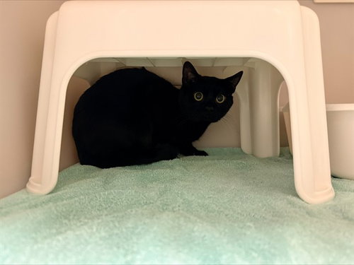 SALEM, Young Domestic Short Hair (medium coat), cat for adoption in Hickory, North Carolina
