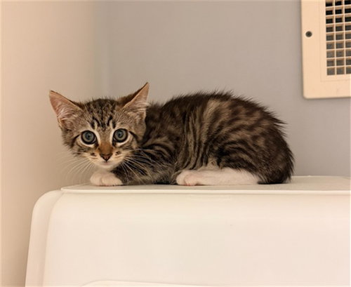 ISLA, Baby Domestic Short Hair (medium coat), cat for adoption in Hickory, North Carolina