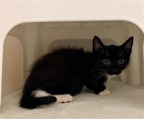 GRIMSHAW, Baby Domestic Short Hair (medium coat), cat for adoption in Hickory, North Carolina