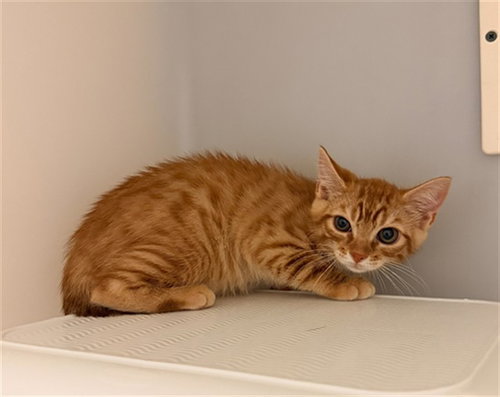 ORO, Baby Domestic Short Hair (medium coat), cat for adoption in Hickory, North Carolina