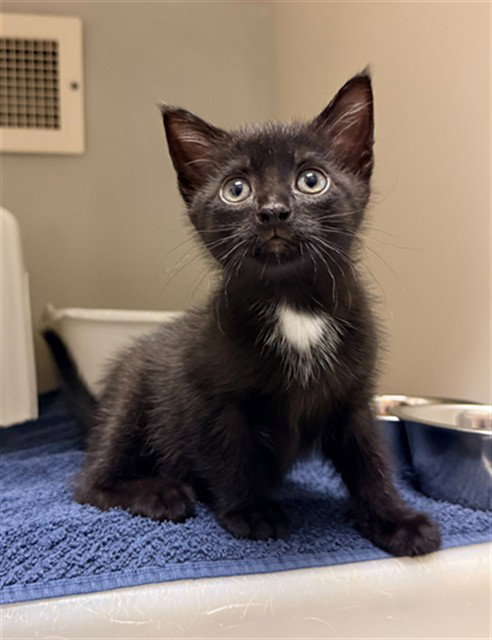 AZUL, Baby Domestic Short Hair (medium coat), cat for adoption in Hickory, North Carolina
