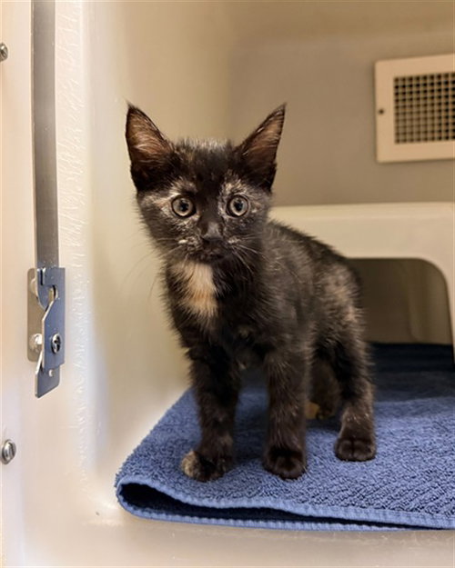CELESTE, Baby Domestic Short Hair (medium coat), cat for adoption in Hickory, North Carolina