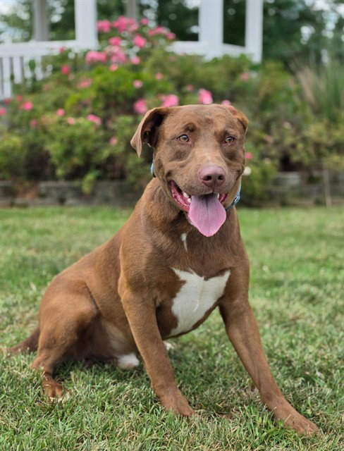 LARK, an adoptable Pit Bull Terrier in Statesville, NC