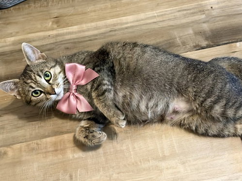 GEMINI, an adoptable Domestic Short Hair in Statesville, NC
