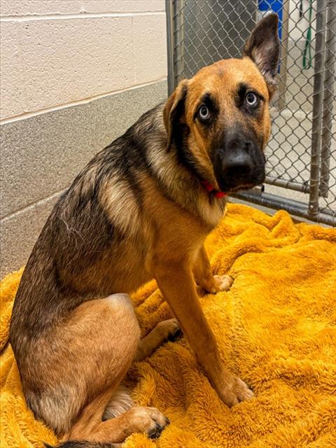 IRIS, an adoptable German Shepherd Dog in Statesville, NC