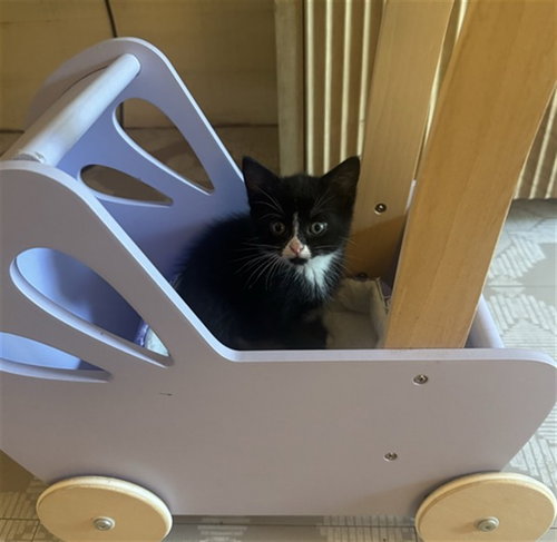 SUNNY, an adoptable Domestic Short Hair in Statesville, NC