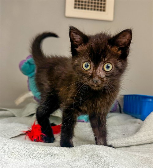 FRISKY, an adoptable Domestic Short Hair in Statesville, NC