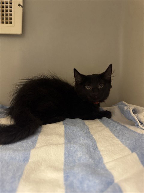 FISH MOLD, an adoptable Domestic Long Hair in Statesville, NC