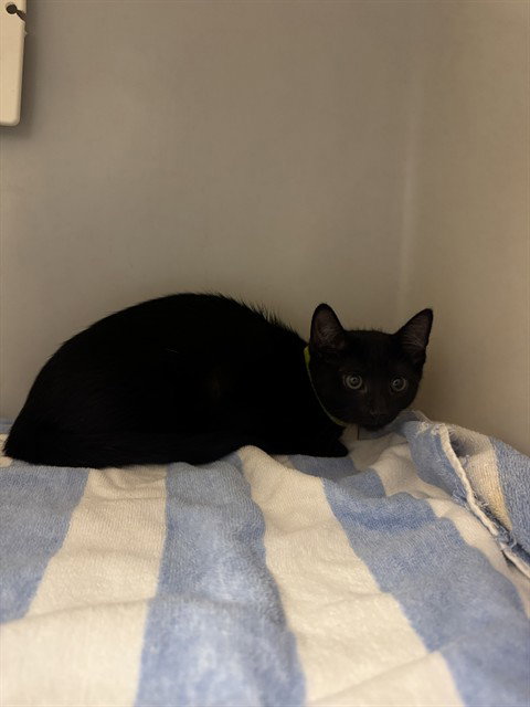 SAND SCRAPER, an adoptable Domestic Short Hair in Statesville, NC
