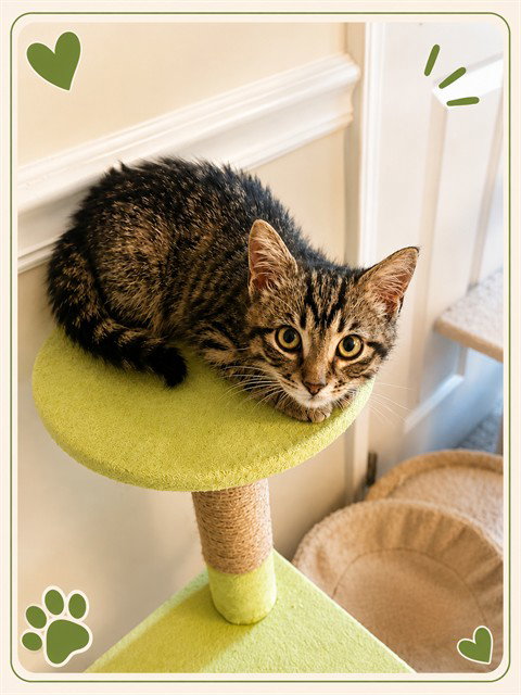 BRUCE, an adoptable Domestic Short Hair in Statesville, NC