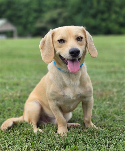 RICKY, an adoptable Dachshund in Statesville, NC