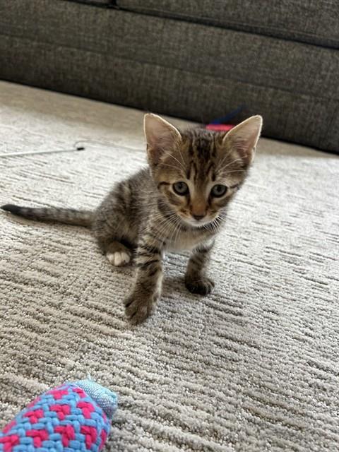 Nugget