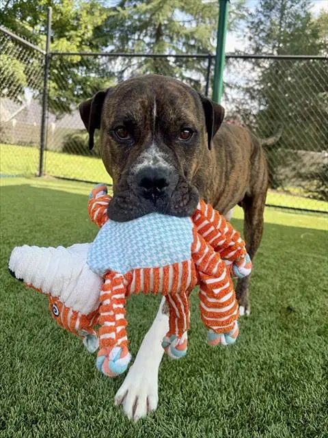 Davey - Pit Bull Terrier
