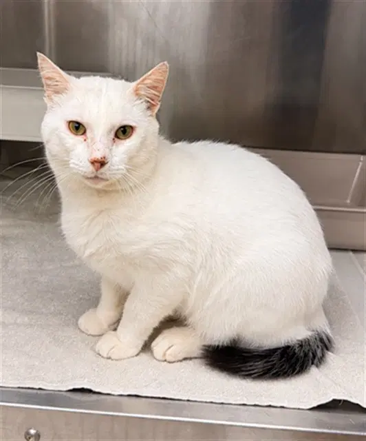 Freddie - Domestic Short Hair