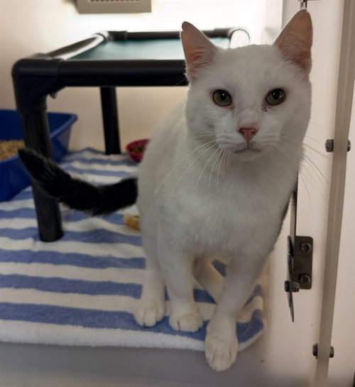 FREDDIE, a cat for adoption from Iredell County Animal Services and Control Department
