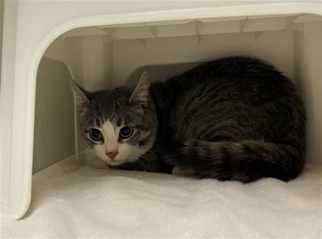 Tj - Domestic Short Hair