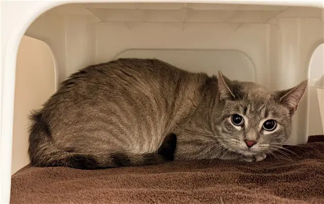 Jack Jack - Domestic Short Hair