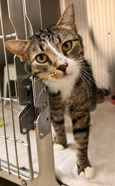 Jamie - Domestic Short Hair