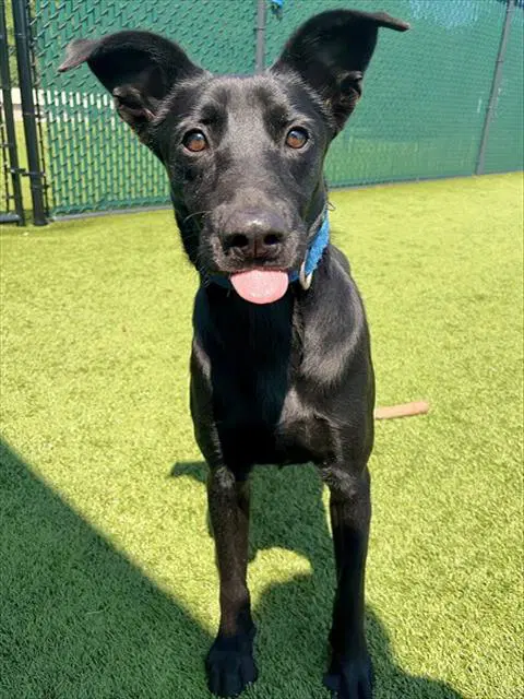 Batman - Labrador Retriever