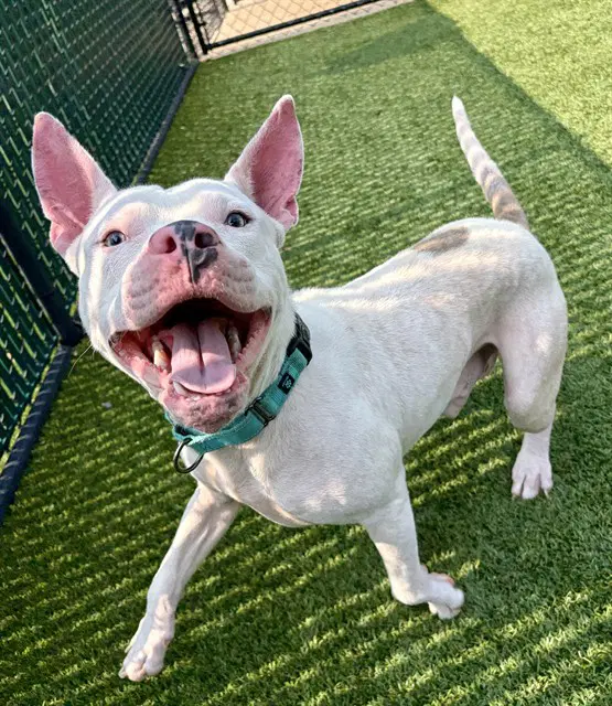 Rufus - Pit Bull Terrier