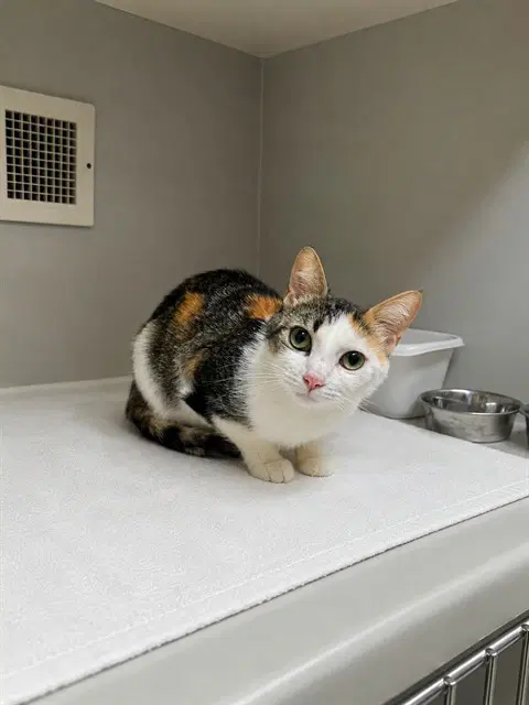 Lena Dupree - Domestic Short Hair