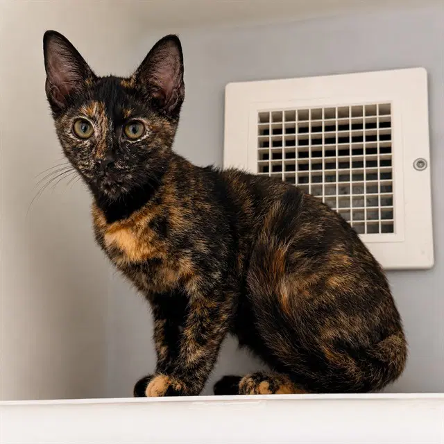 Dora - Domestic Short Hair