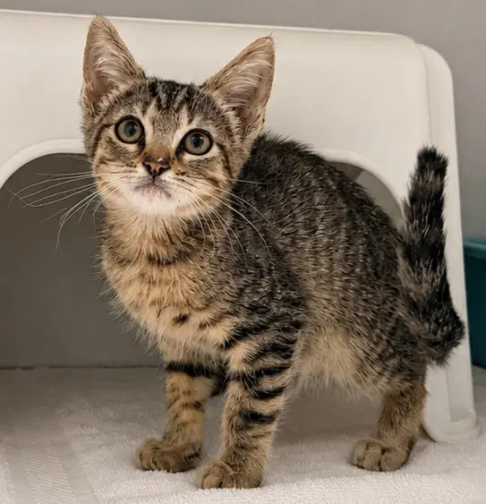Diego - Domestic Short Hair