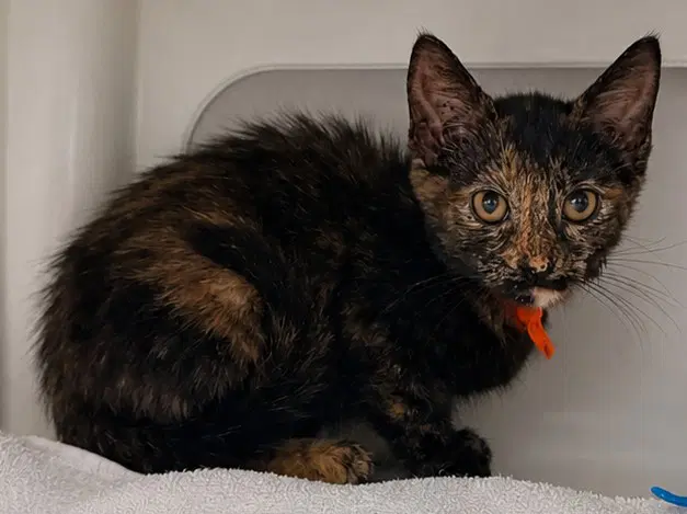 Swiper - Domestic Short Hair