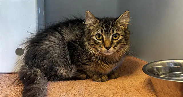 Smitty - Domestic Long Hair
